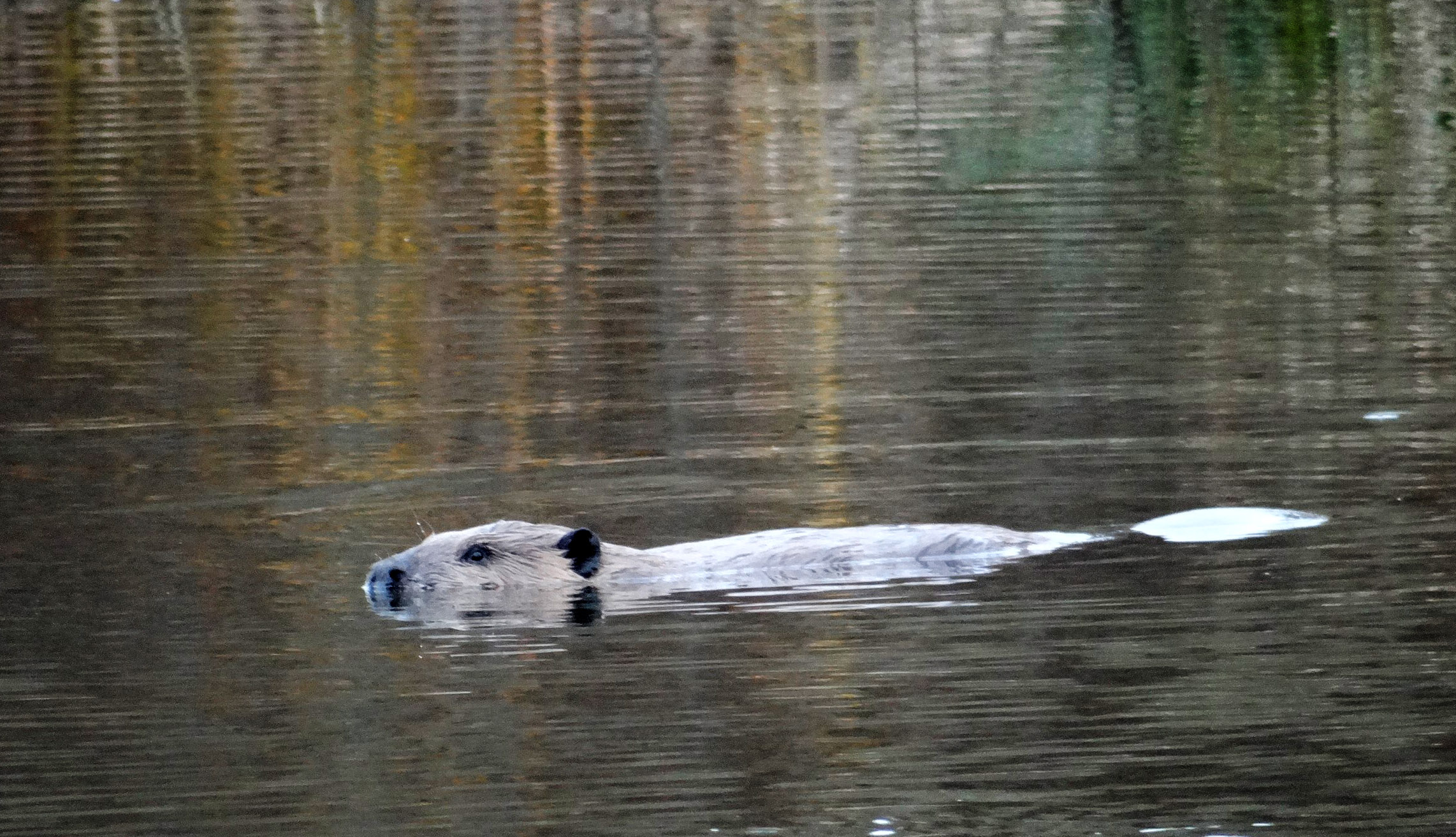 Beaver at Clear Creek