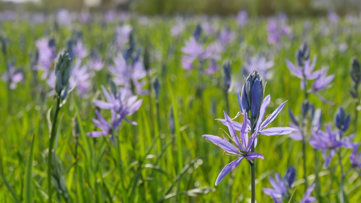 photo of purple flowers