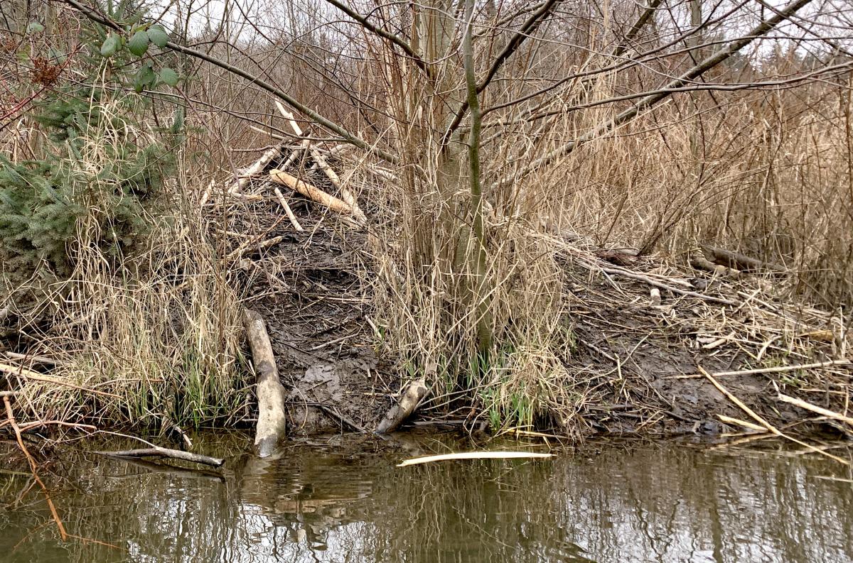 Beaver starter home