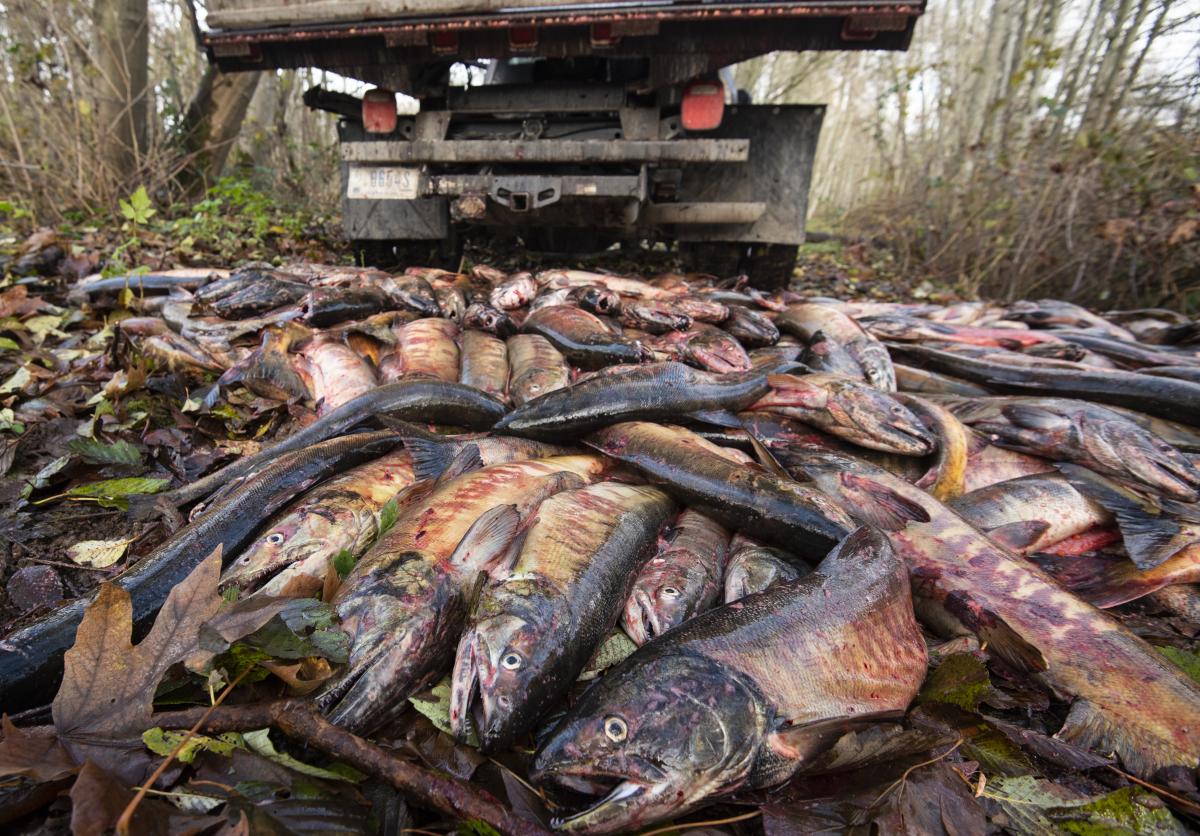 photo of salmon carcass